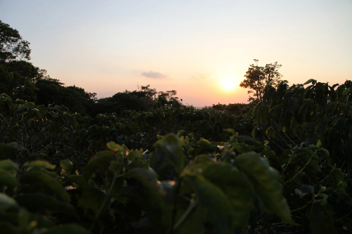 COSTARICA HACIENDA COLIMA & ALEJO CASTRO KAHLE