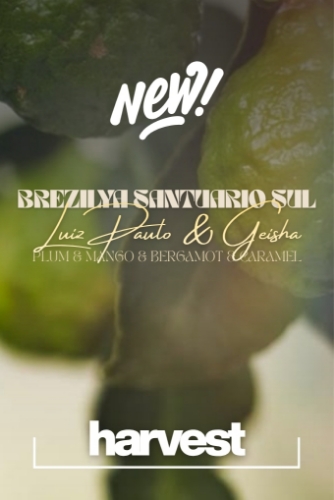 BREZILYA SANTUARIO SUL GEISHA